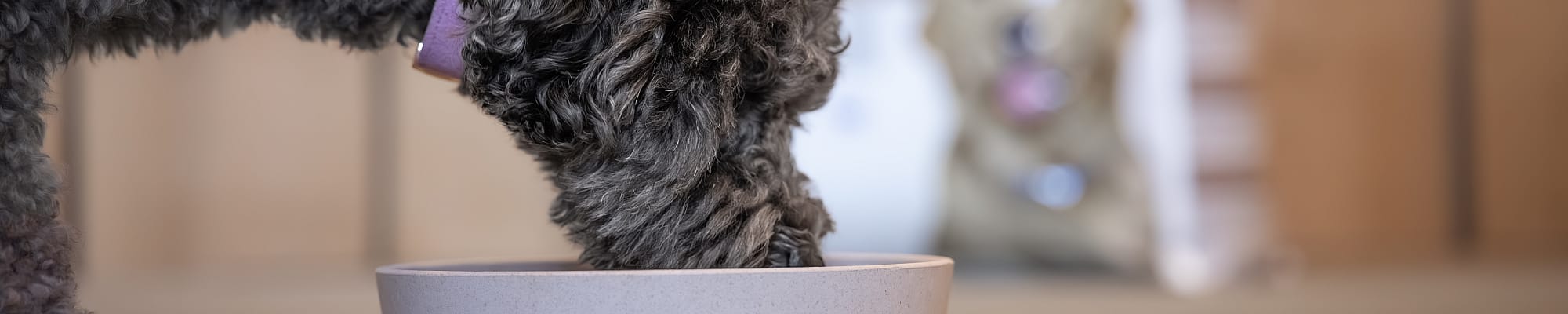 Dier, Hond, Zoogdier, Huisdier, Dier, Hond, Zoogdier, Huisdier