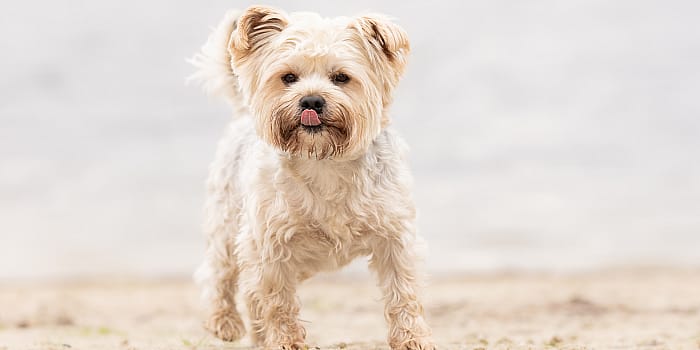 Kunnen-honden-glimlachen