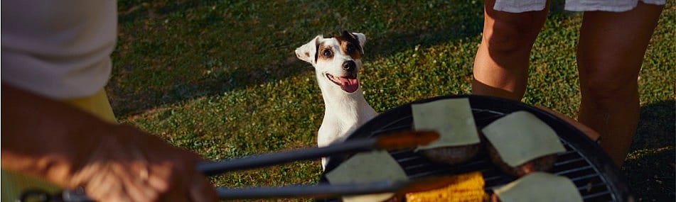 Hond-barbecue-veilig-tips