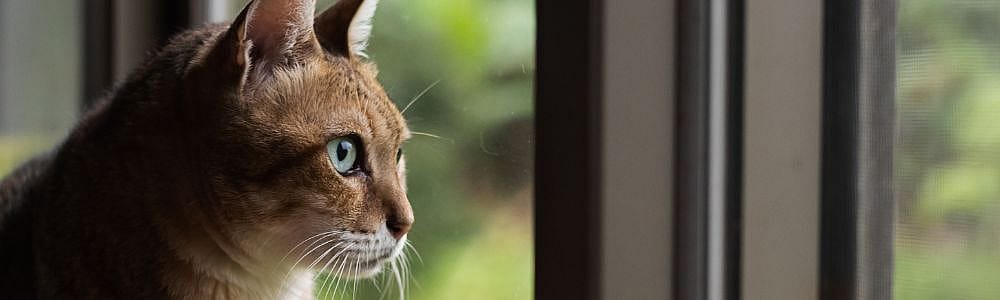 Binnenkat of buitenkat?