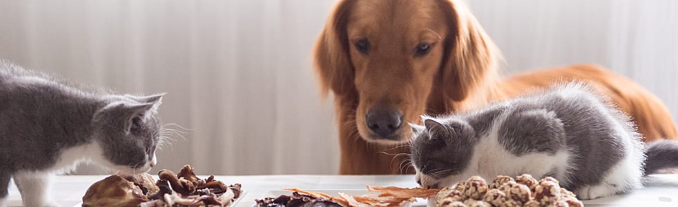 Voedselovergevoelig-hond-kat