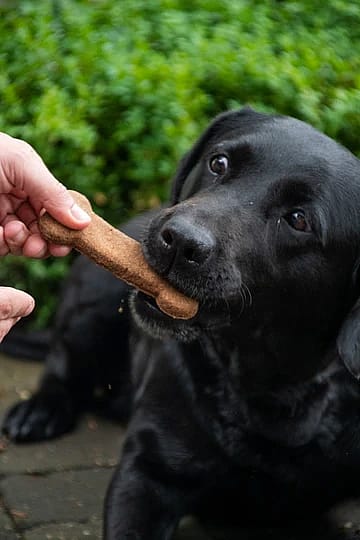 Hondensnack Bugbone Insecteneiwit