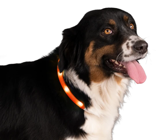 Nightwalk Safety Collar Halsband Hond