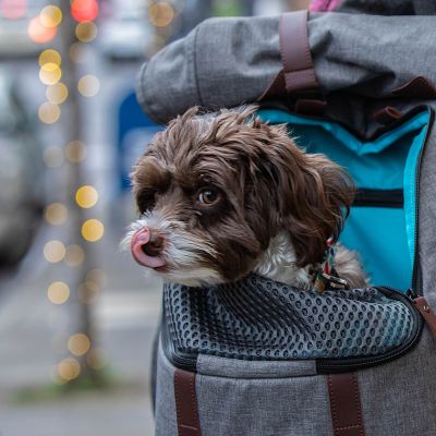 Kurgo Rugzak Hond 