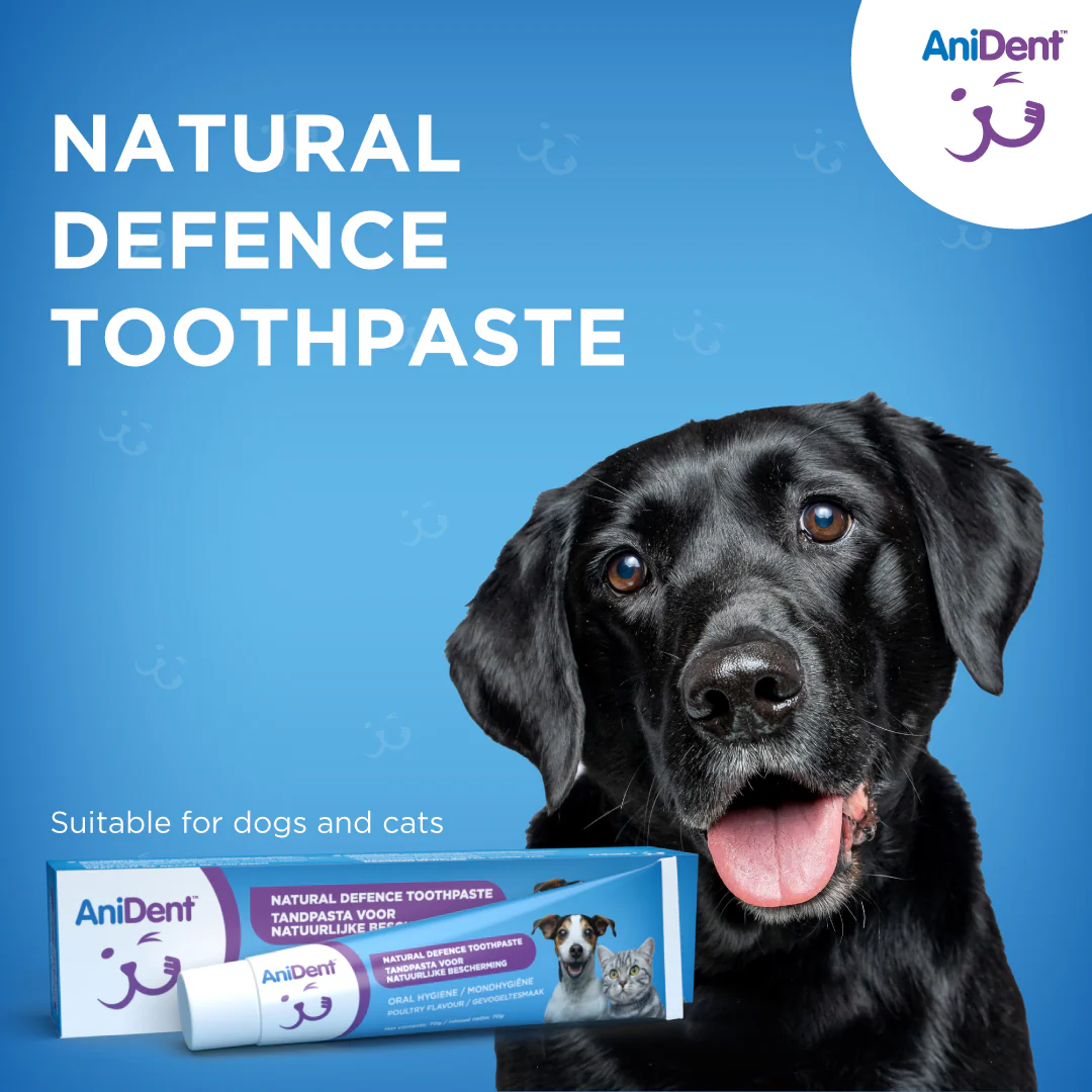 Anident Tandpasta Hond Kat 70 gram