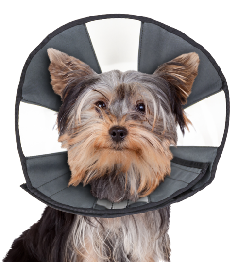 ZenPet ProCone Soft Recovery Kraag Maat Small