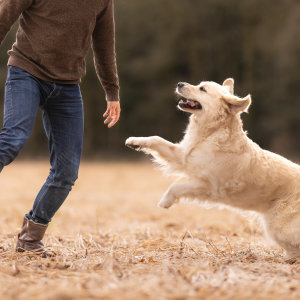 Pijnstilling-hond-omega3