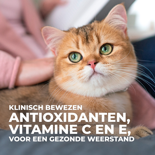 Hill's Science Plan Sterilised Cat Adult Kattenvoer 10 kg - Kip Hill's Science Plan Sterilised Cat Adult Kattenvoer 10 kg - Kip
