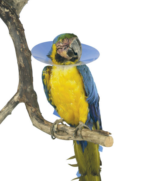 Buster Vogelkraag 10 stuks, Dier, Vogel, Ara, Papegaai