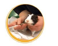 RodiCare Akut Voeding Konijn Cavia 15 ml 