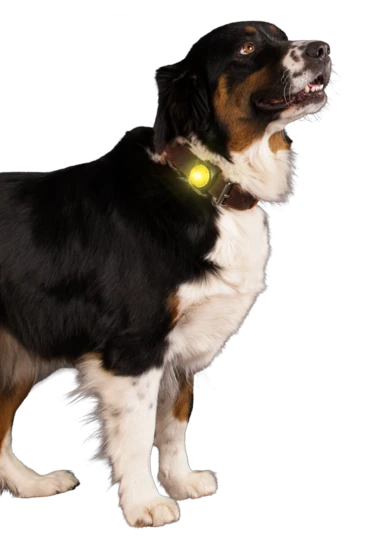 Nightwalk Safety Light 