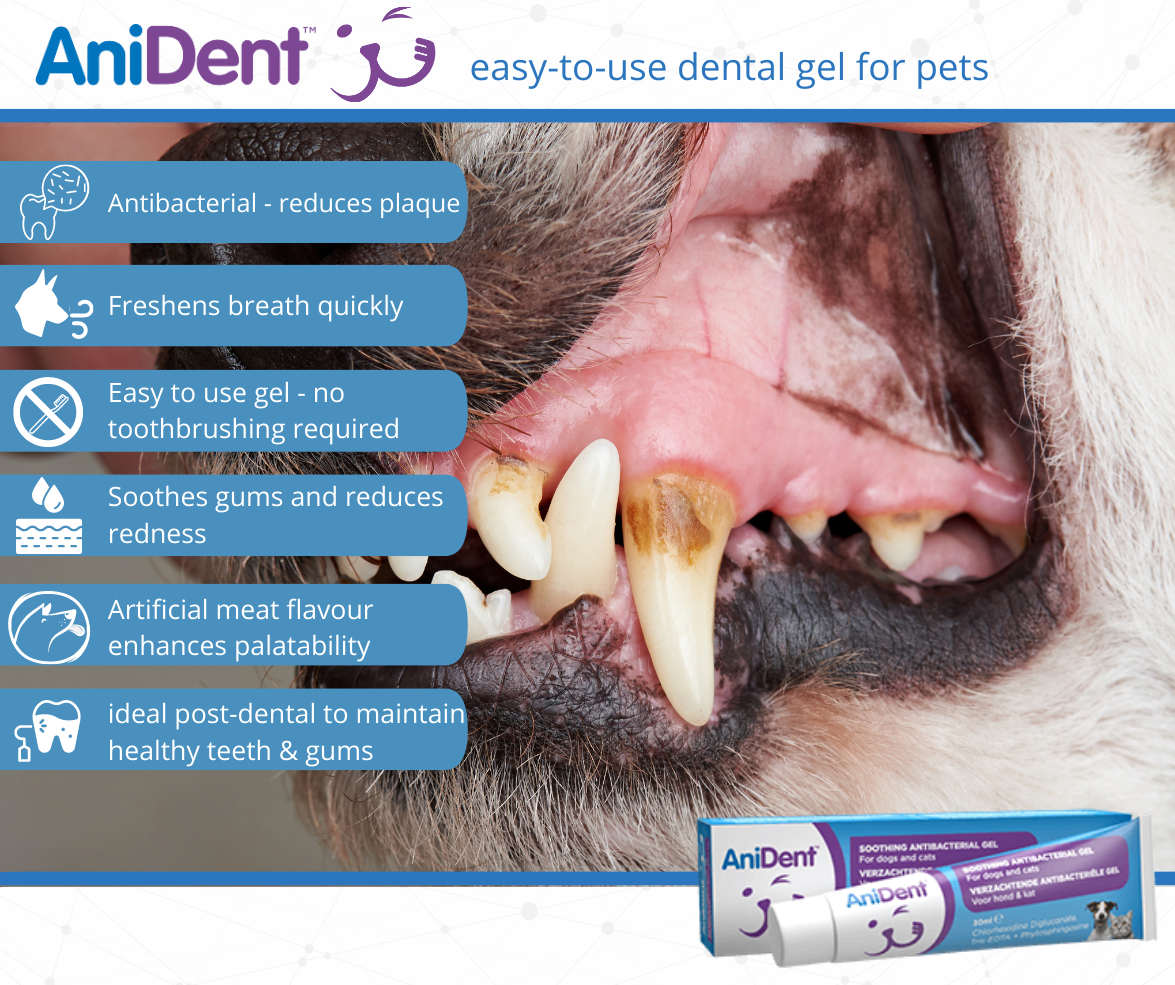 Anident Tandpasta Hond Kat 70 gram