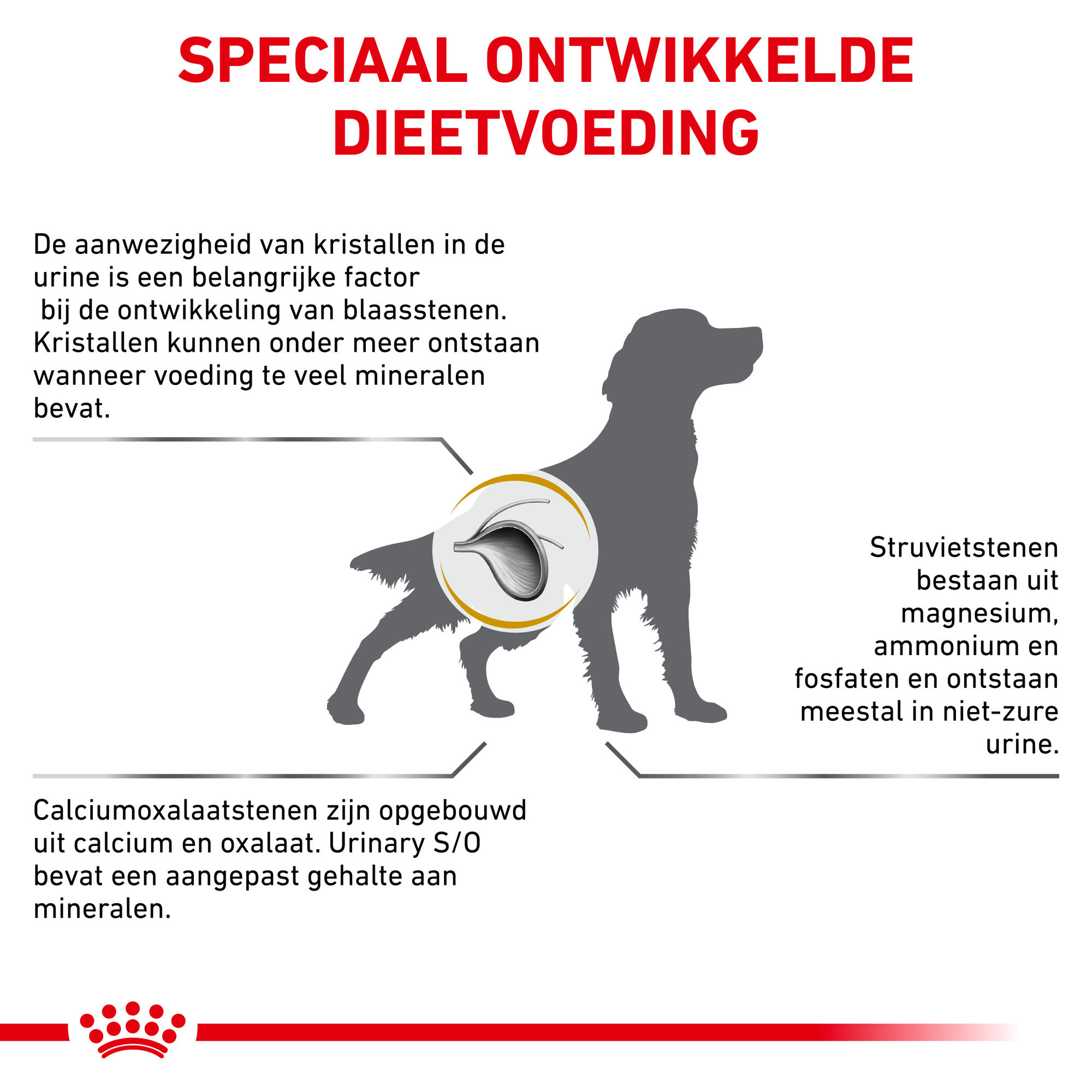 Royal Canin Urinary S/O Hond 12 x 100 gram maaltijdzakjes - Thin slices in gravy