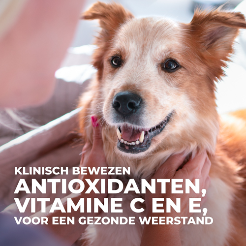 Hill's Science Plan Large Breed Adult Hondenvoer Kip 2.5 kg Hill's Science Plan Large Breed Adult Hondenvoer Kip 2.5 kg