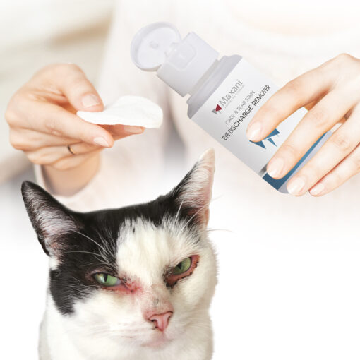 Maxani Eye Discharge Remover Hond Kat 100 ml Maxani Eye Discharge Remover Hond Kat 100 ml