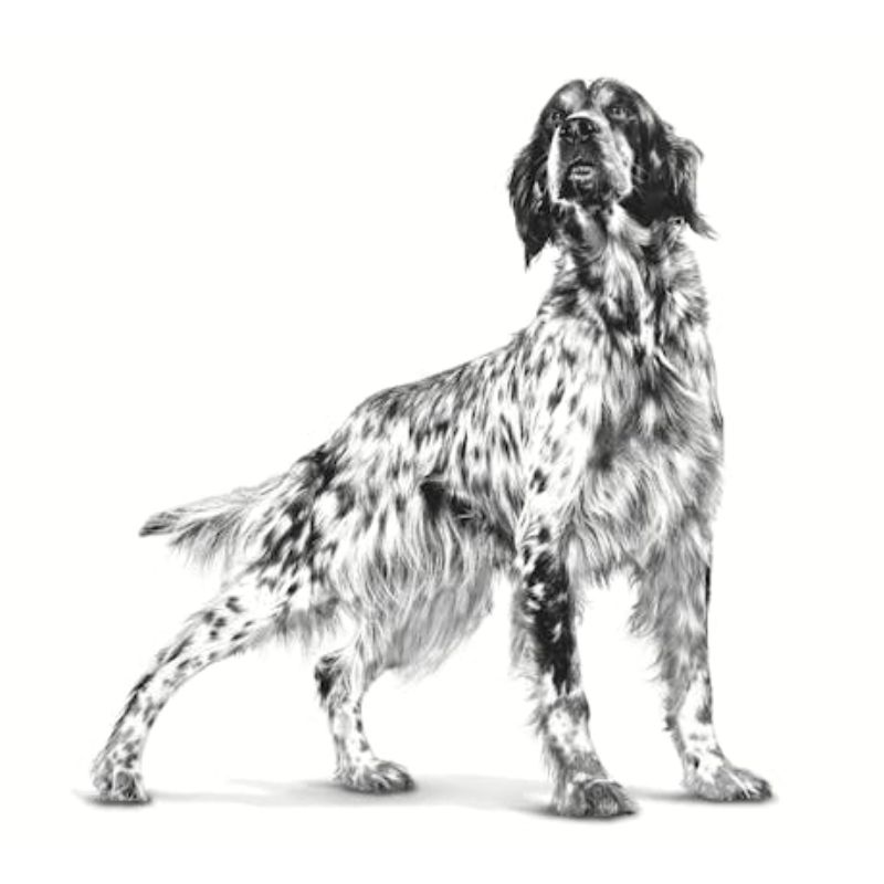 Royal Canin Anallergenic Hond 