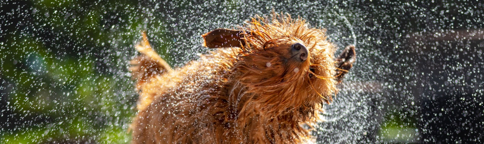 Waarom-schudden-honden-zich-uit