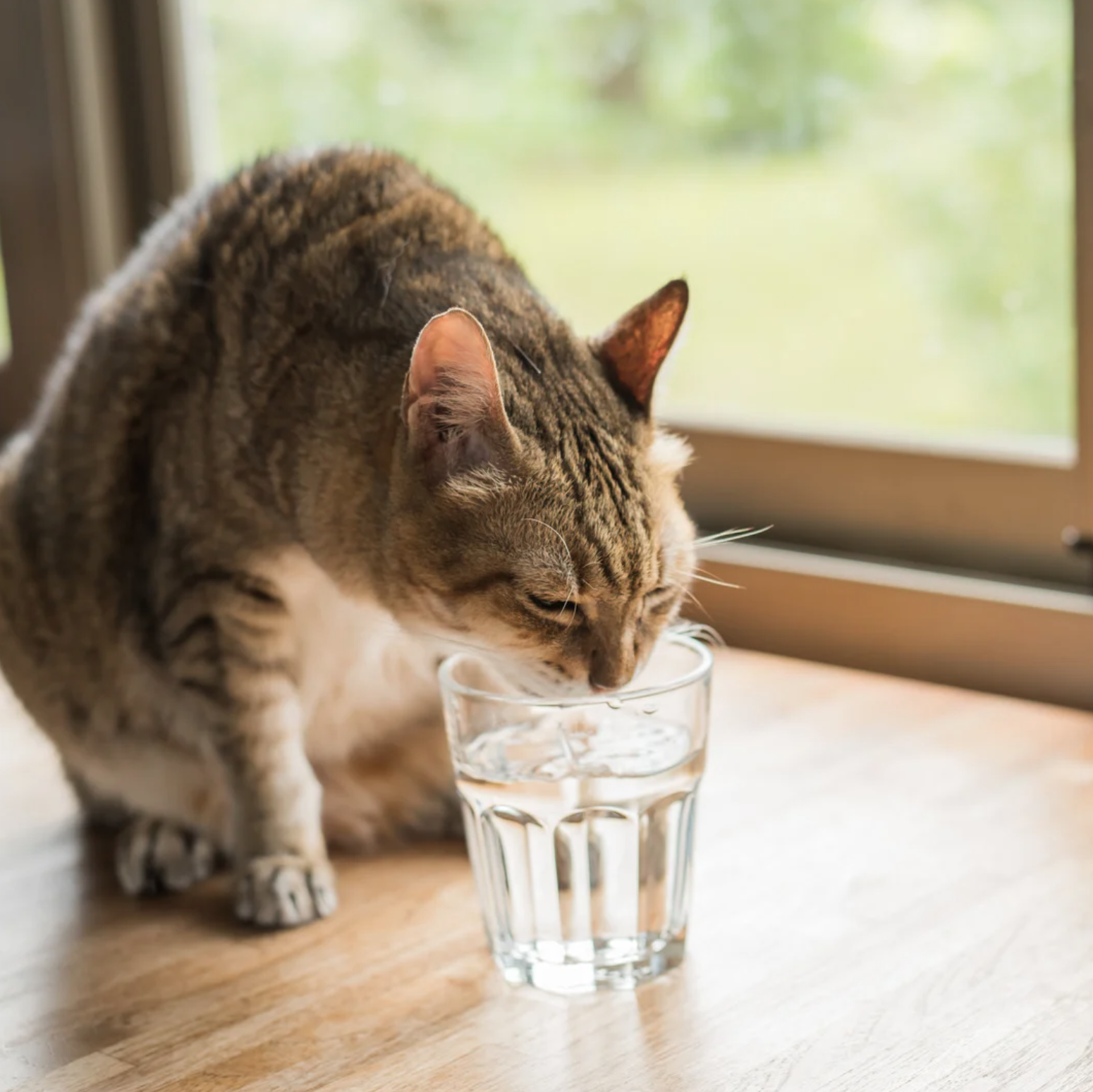 Kat-ijsblokje-meer-drinken