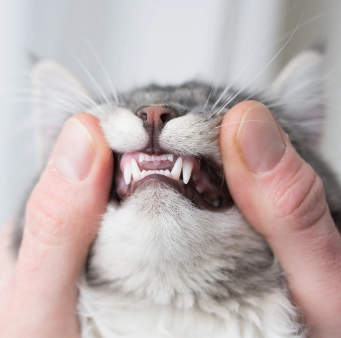 Kitten-Leeftijdsbepaling-gebit