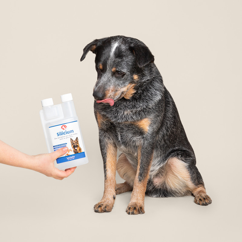 Sectolin Silicium Hond 500 ml
